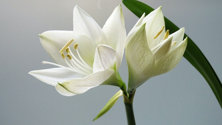 white-lilies-bereavement-death-pexels-tomas-williams-56905.jpg