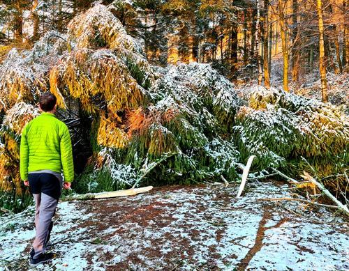 Pic 2 - Dr Chris Moss, one of the directors of Westmorland Homecare, struggling with access due to one of the many fallen trees in South Lakeland.jpg