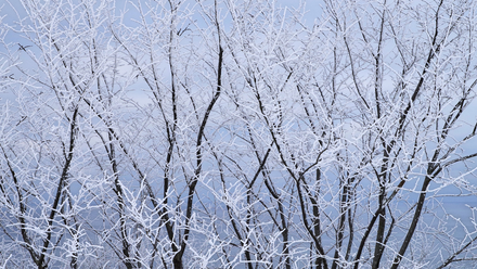 Winter.png