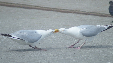 dispute - gulls-5971214_640.jpg