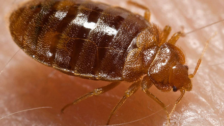 Bed_bug,_Cimex_lectularius.jpg